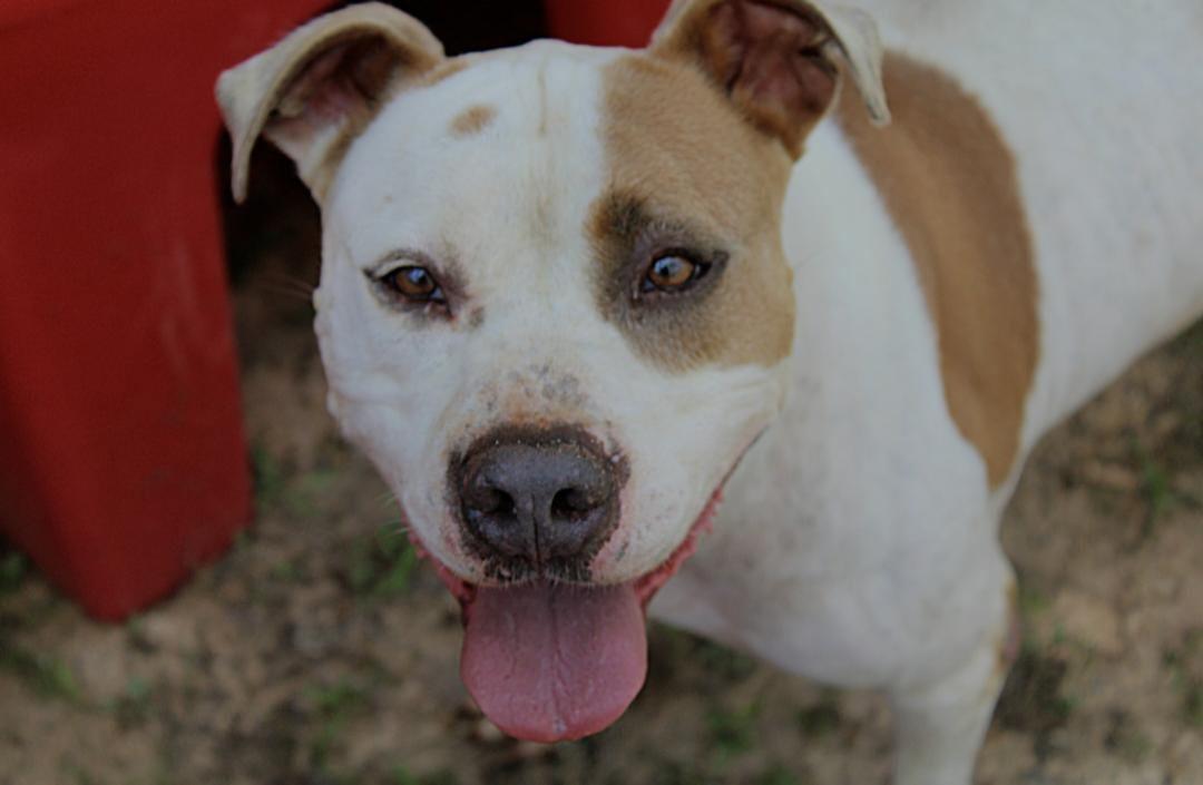 Hercules, a Adoptable mixed breed in Willis, TX image 1/6
