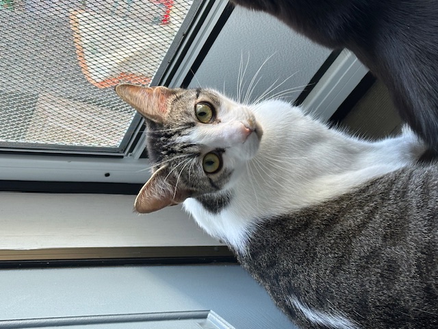 Enlarge Snickers, a Adoptable Domestic Short Hair in Aliso Viejo, CA image 3/5