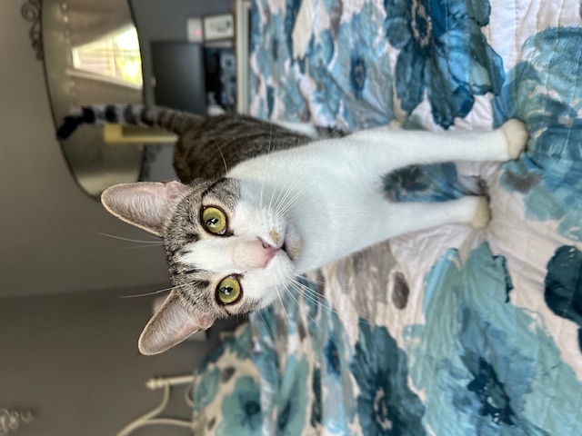 Snickers, Adoptable, Young Male Domestic Short Hair.