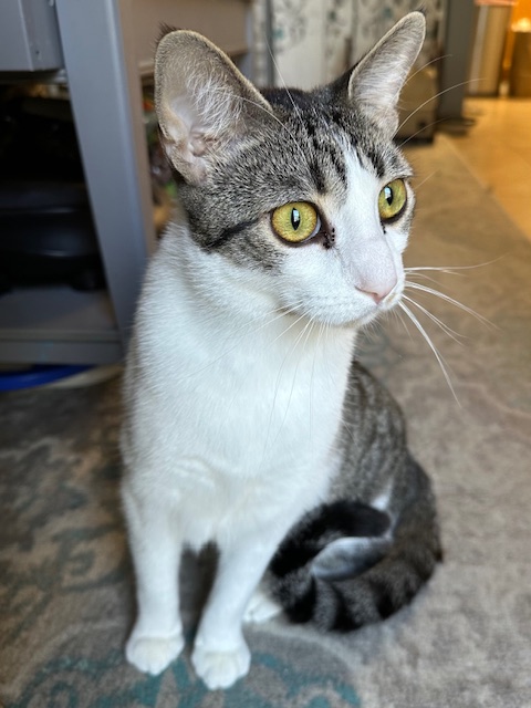 Enlarge Snickers, a Adoptable Domestic Short Hair in Aliso Viejo, CA image 4/5