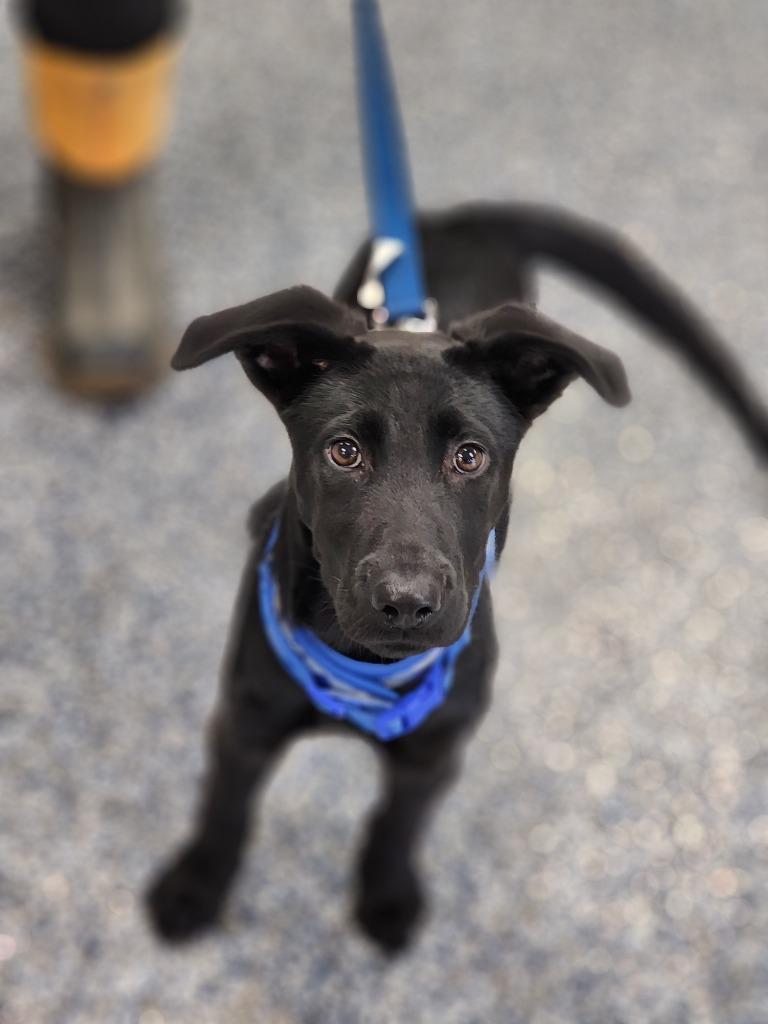 Tony, Adoptable, Young Male Shepherd & Mixed Breed.