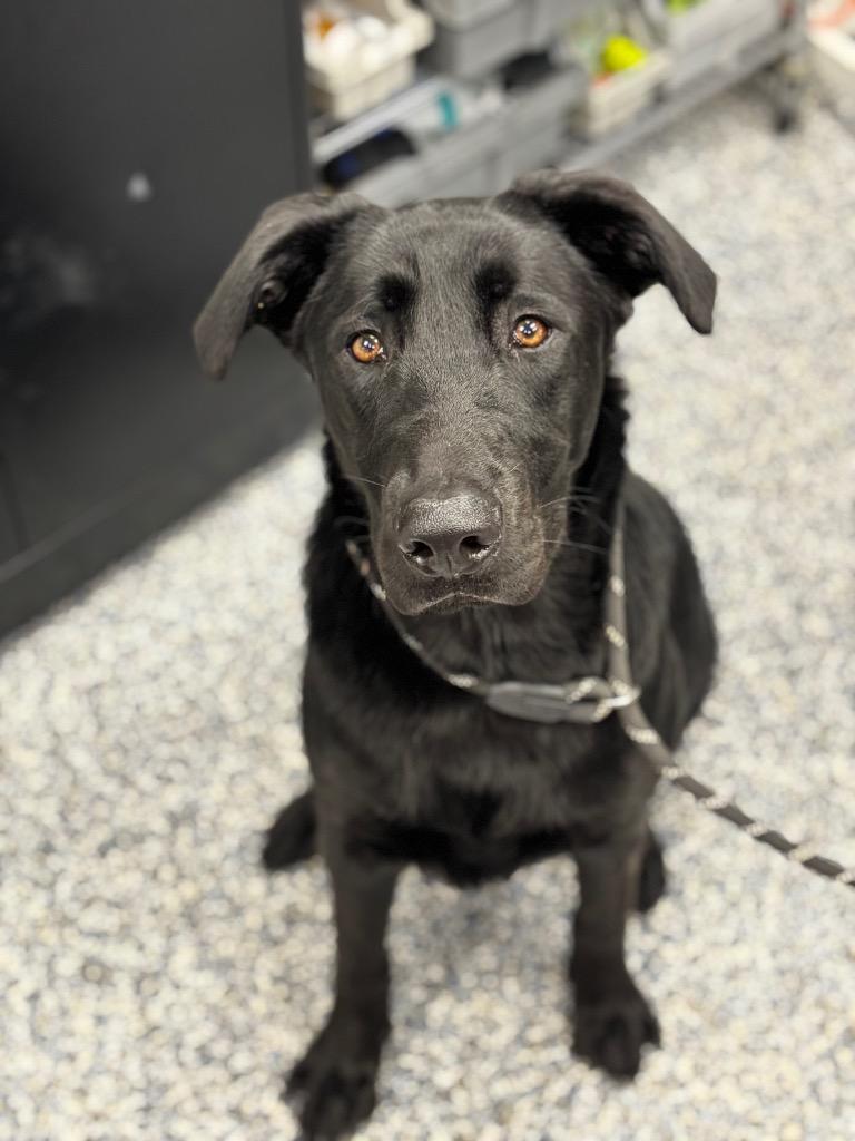 Tony, a Adoptable mixed breed in Carthage, MO image 2/2
