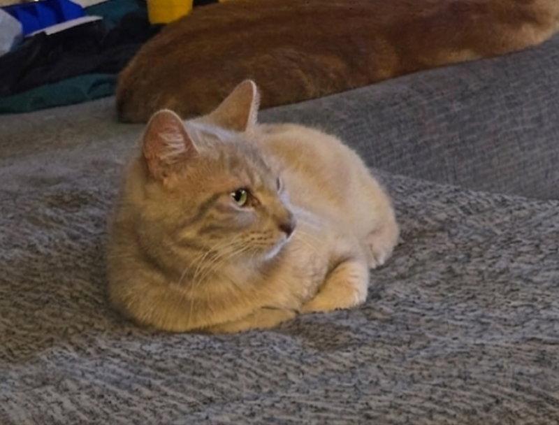 Tootles, Adoptable, Young Male Tabby & Domestic Short Hair.