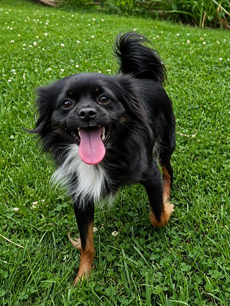 Bodhi, Adoptable, Adult Male Tibetan Spaniel.