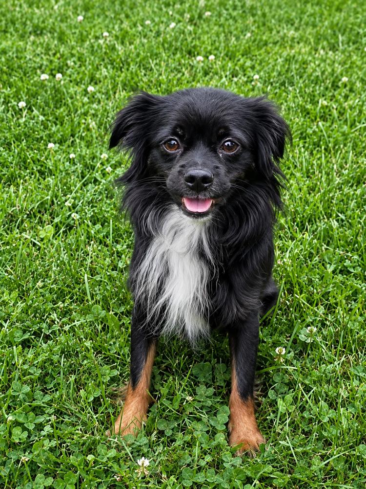 Bodhi, a Adoptable mixed breed in Oakland, MI image 2/4