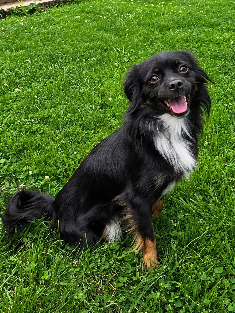 Bodhi, a Adoptable mixed breed in Oakland, MI image 3/4