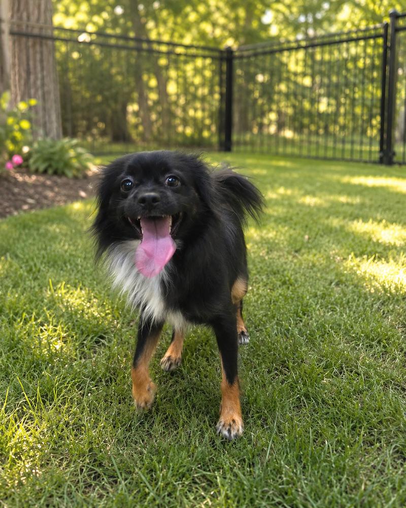 Enlarge Bodhi, a Adoptable mixed breed in Oakland, MI image 1/1