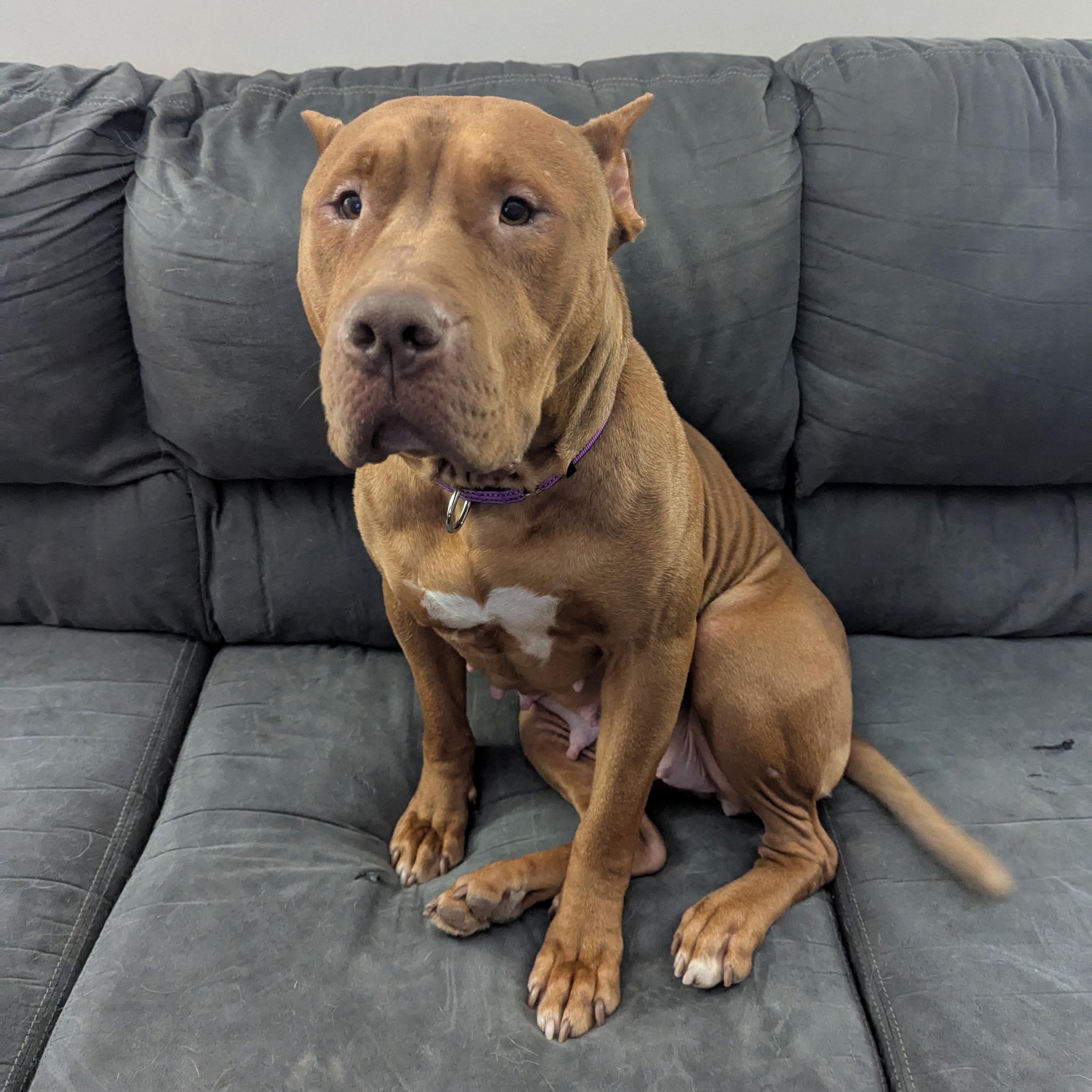 Enlarge Jerri, a Adoptable mixed breed in Indianapolis, IN image 4/6