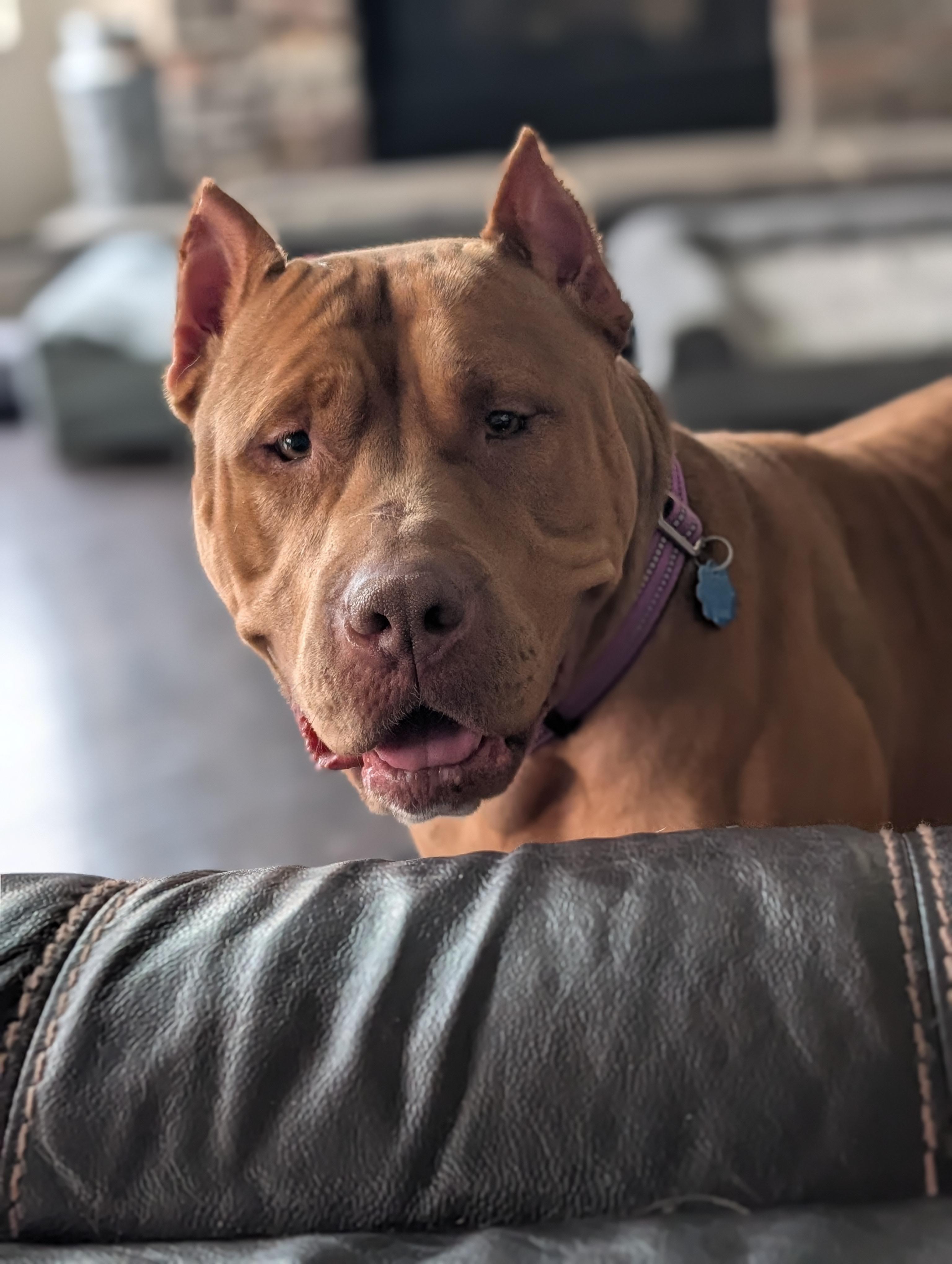 Enlarge Jerri, a Adoptable mixed breed in Indianapolis, IN image 1/6