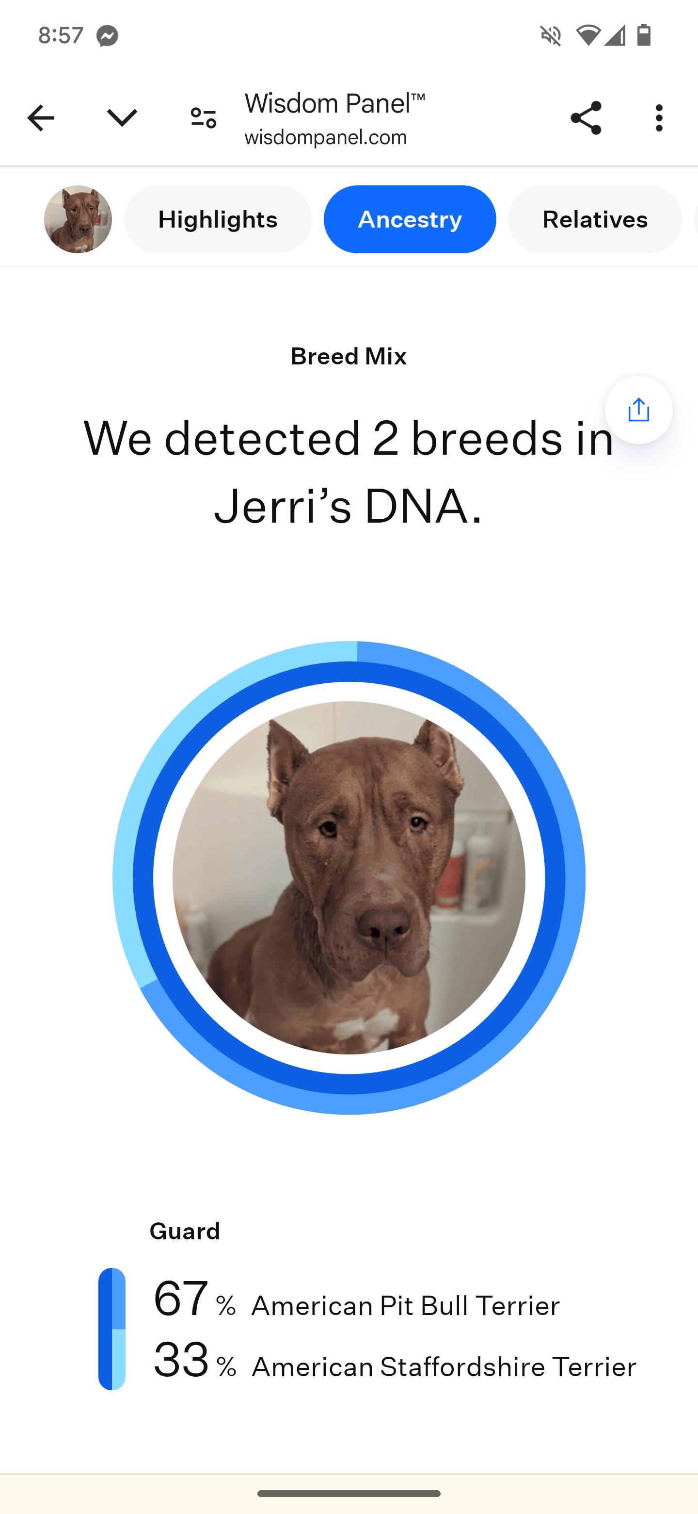 Enlarge Jerri, a Adoptable mixed breed in Indianapolis, IN image 2/6