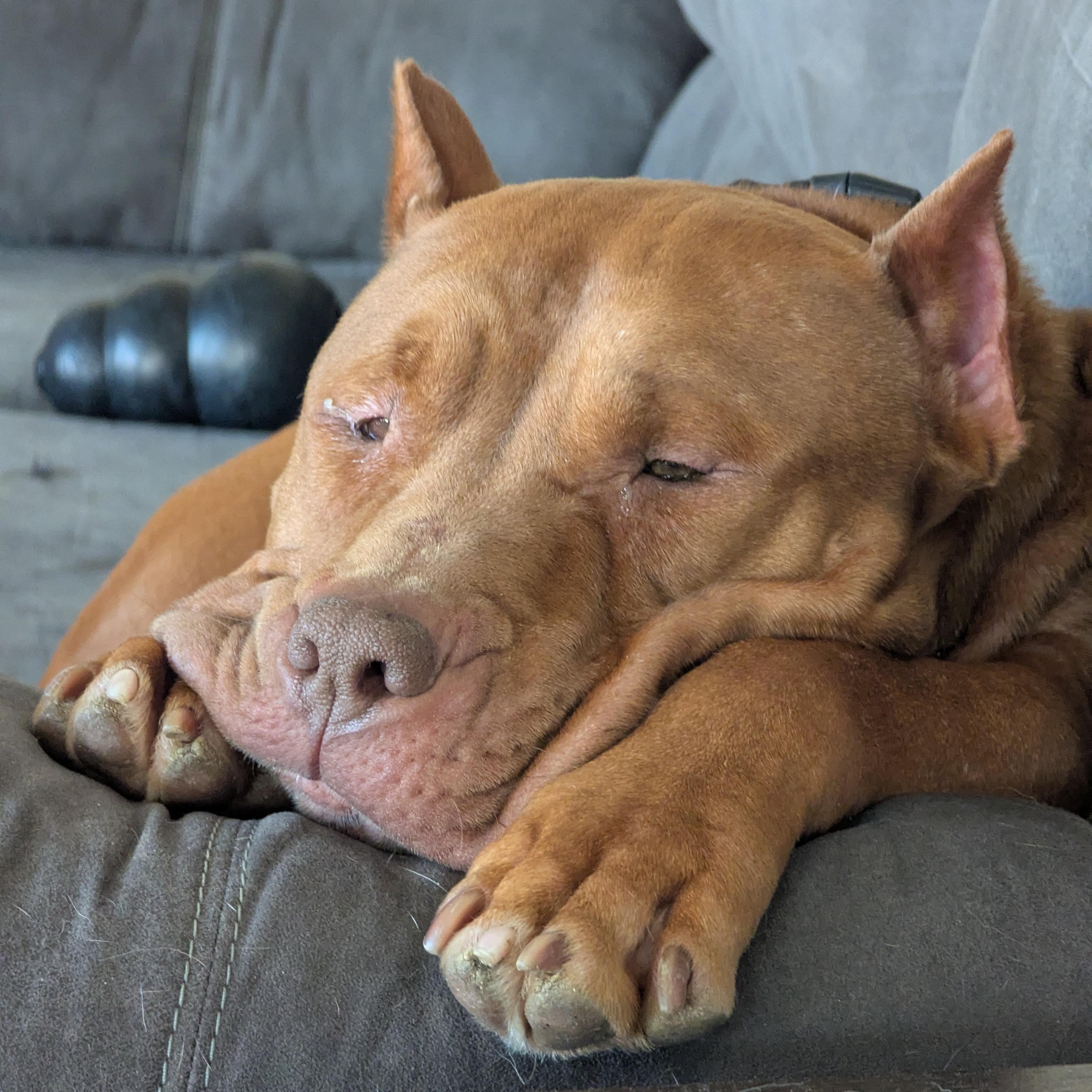 Enlarge Jerri, a Adoptable mixed breed in Indianapolis, IN image 6/6