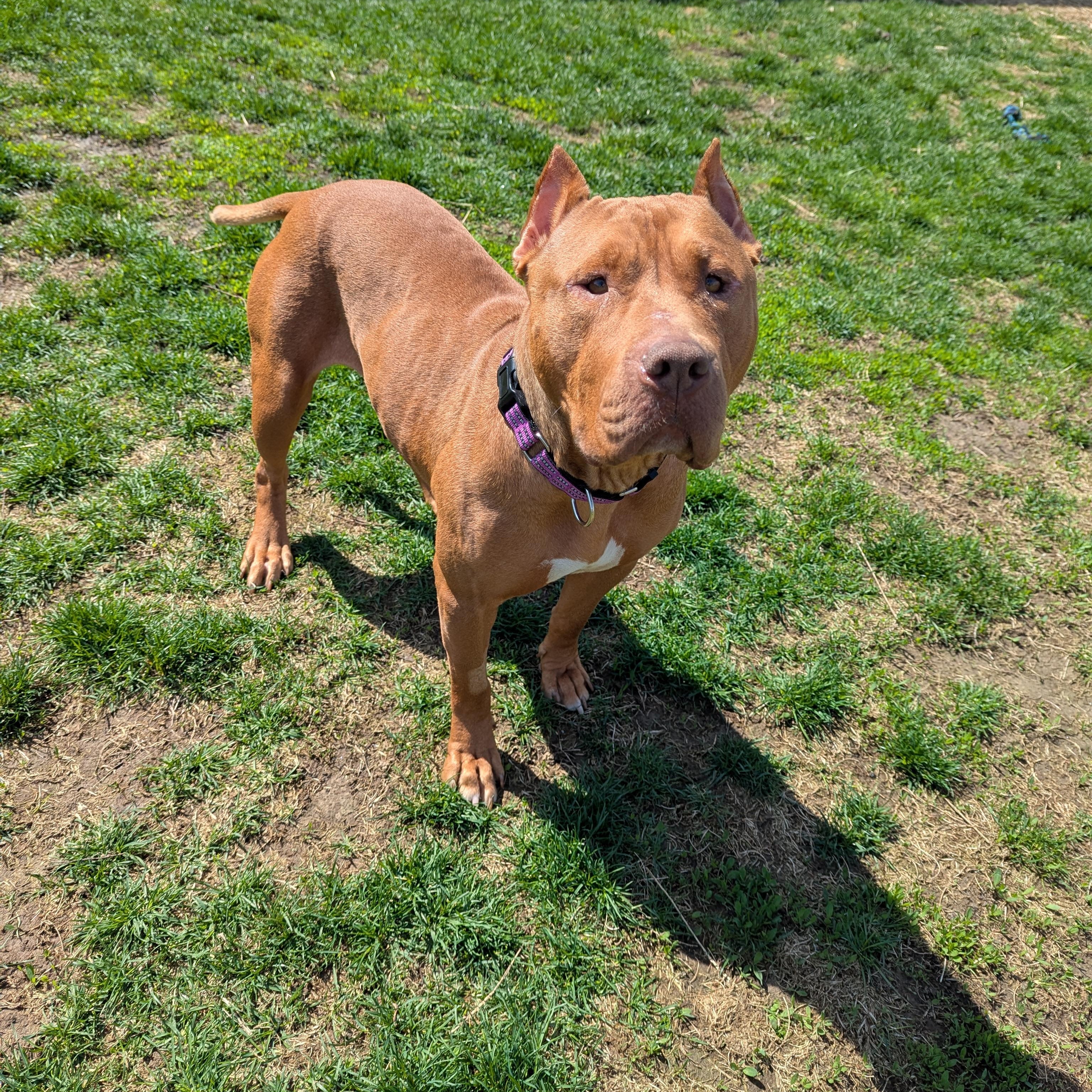 Enlarge Jerri, a Adoptable mixed breed in Indianapolis, IN image 3/6
