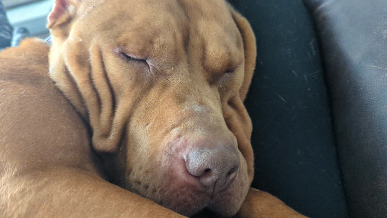 Enlarge Jerri, a Adoptable mixed breed in Indianapolis, IN video 5/6