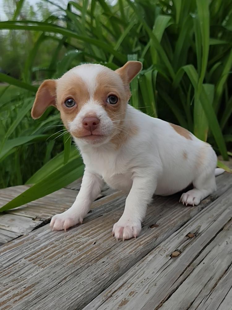 Gary, a Adopted Chihuahua in Oakland, MI image 1/3