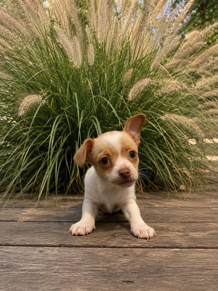 Gary, a Adopted Chihuahua in Oakland, MI image 2/3