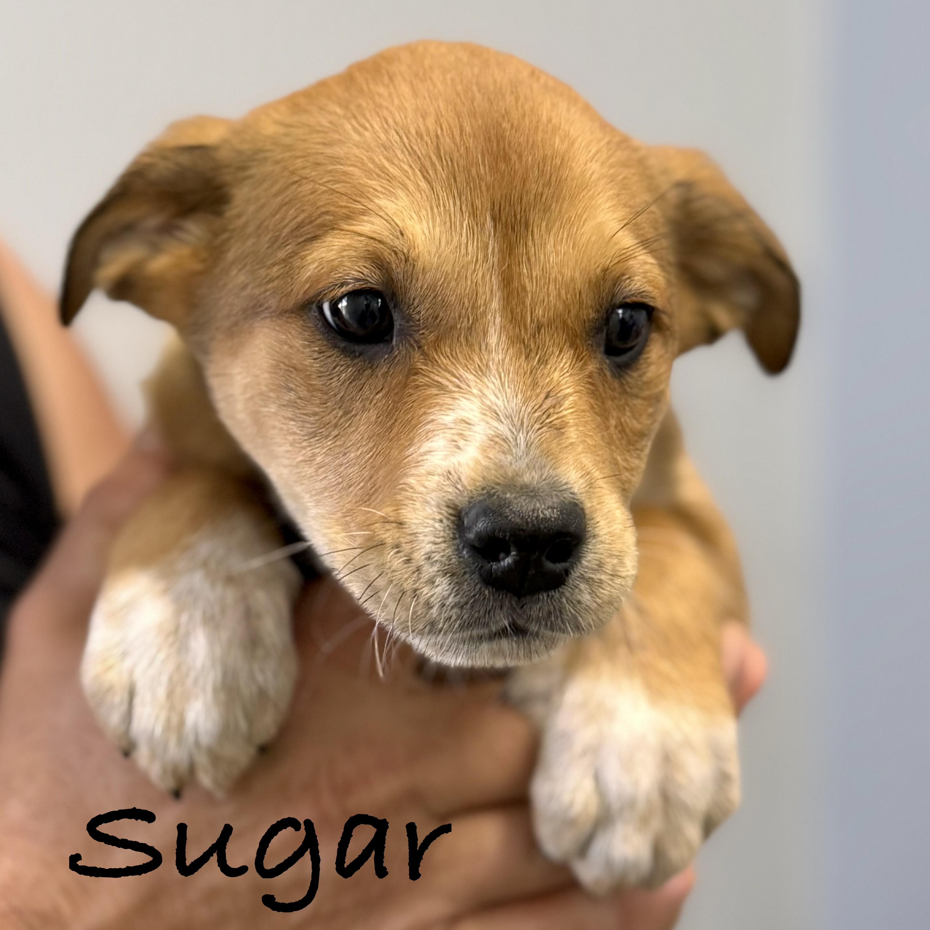 Enlarge *SUGAR, a Adoptable mixed breed in Wilmington, OH image 1/4