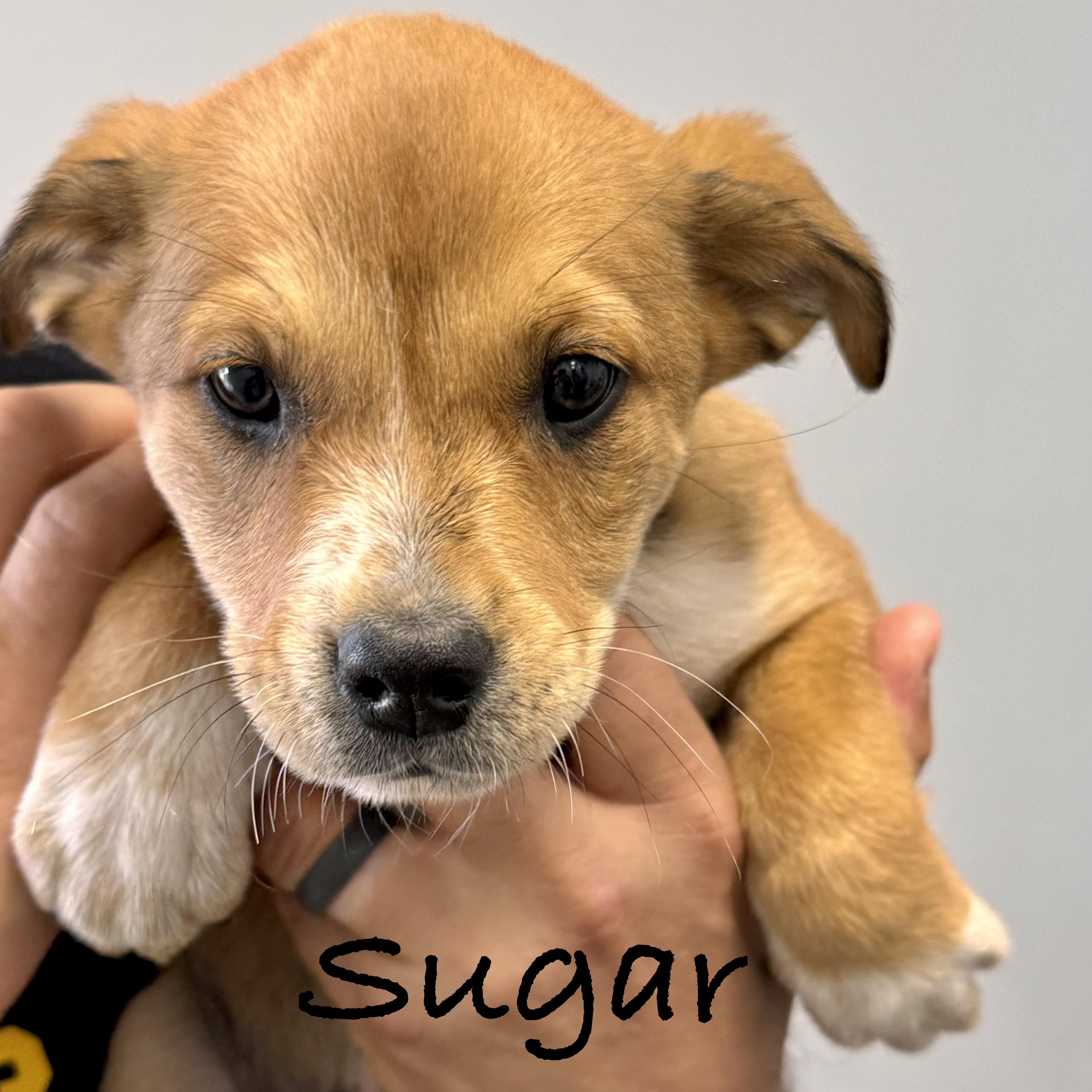 Enlarge *SUGAR, a Adoptable mixed breed in Wilmington, OH image 2/4