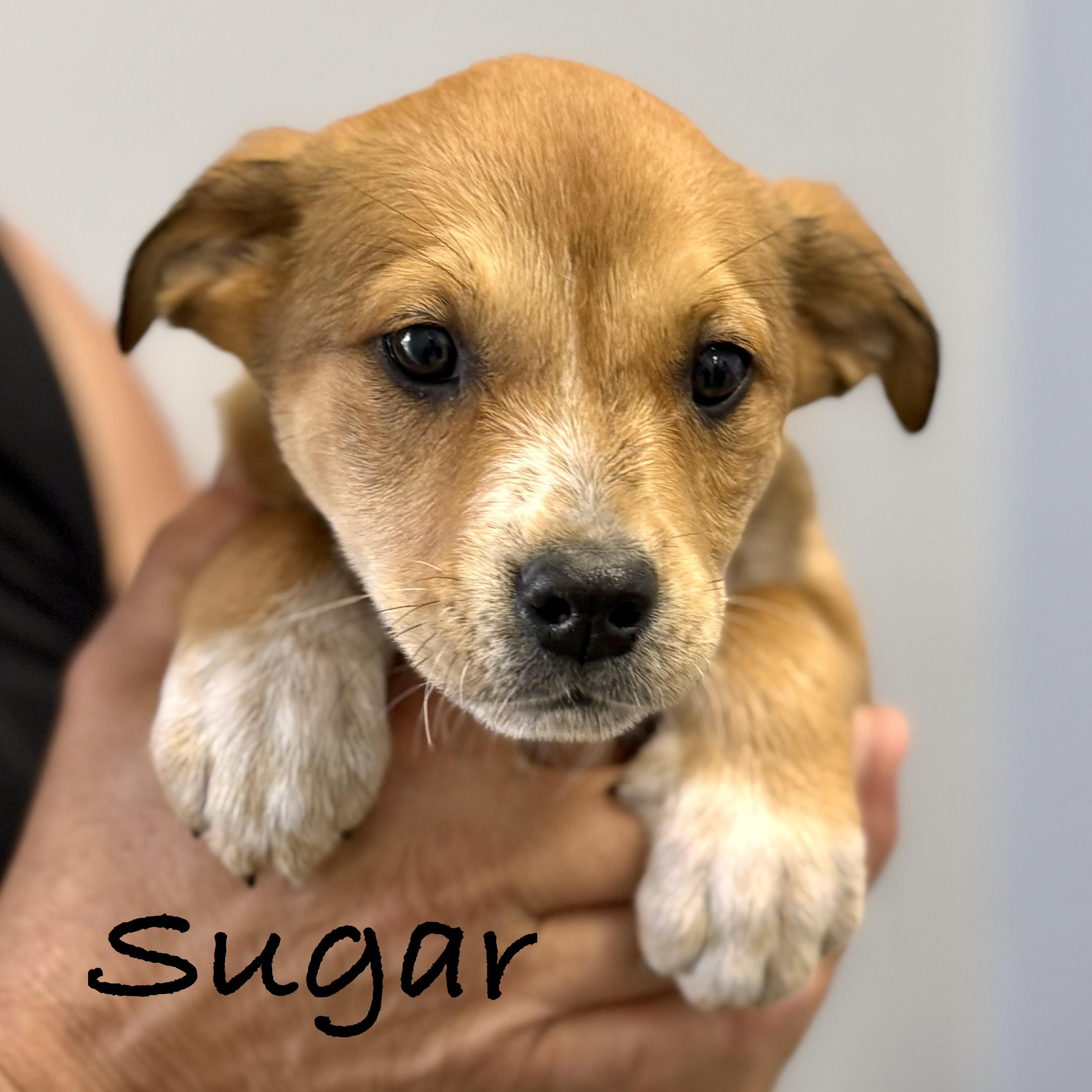 Enlarge *SUGAR, a Adoptable mixed breed in Wilmington, OH image 3/4