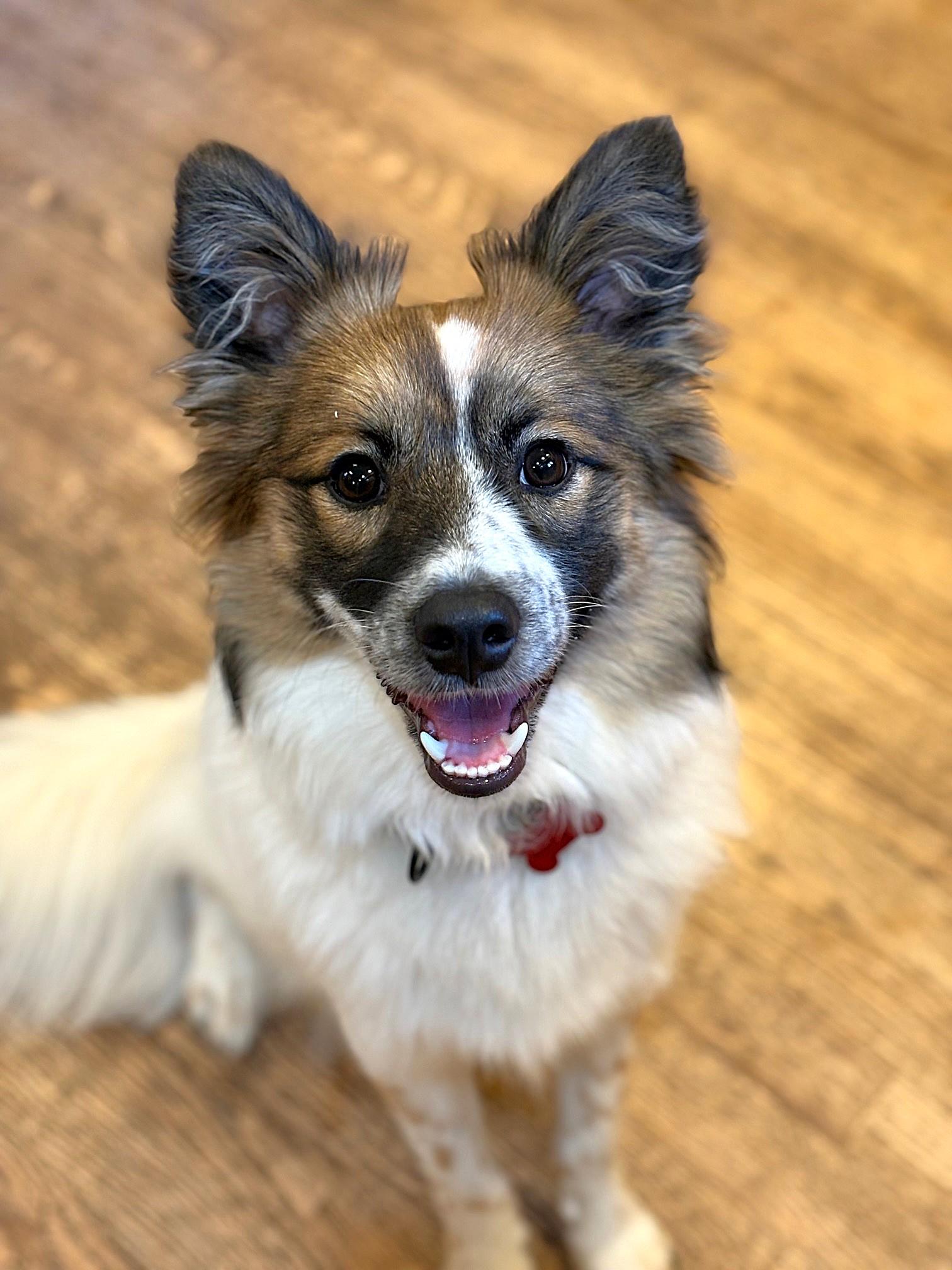 Remy - adoptd, adopted, Young Male Pomeranian & Border Collie.
