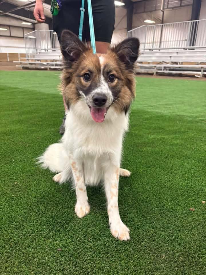 Remy - adoptd, an adopted mixed breed in Ames, IA image 6/6