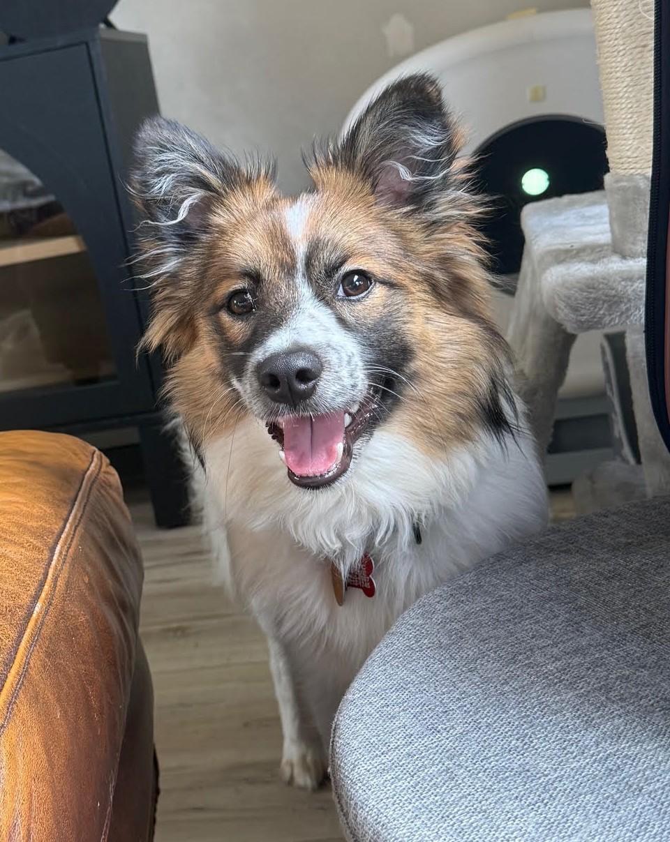 Remy - adoptd, an adopted mixed breed in Ames, IA image 3/6