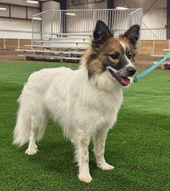 Remy - adoptd, an adopted mixed breed in Ames, IA image 5/6