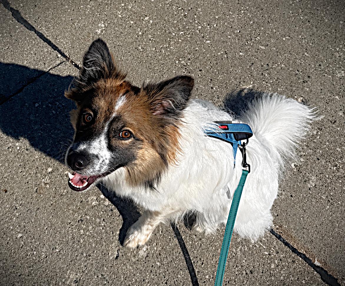 Remy - adoptd, an adopted mixed breed in Ames, IA image 2/6