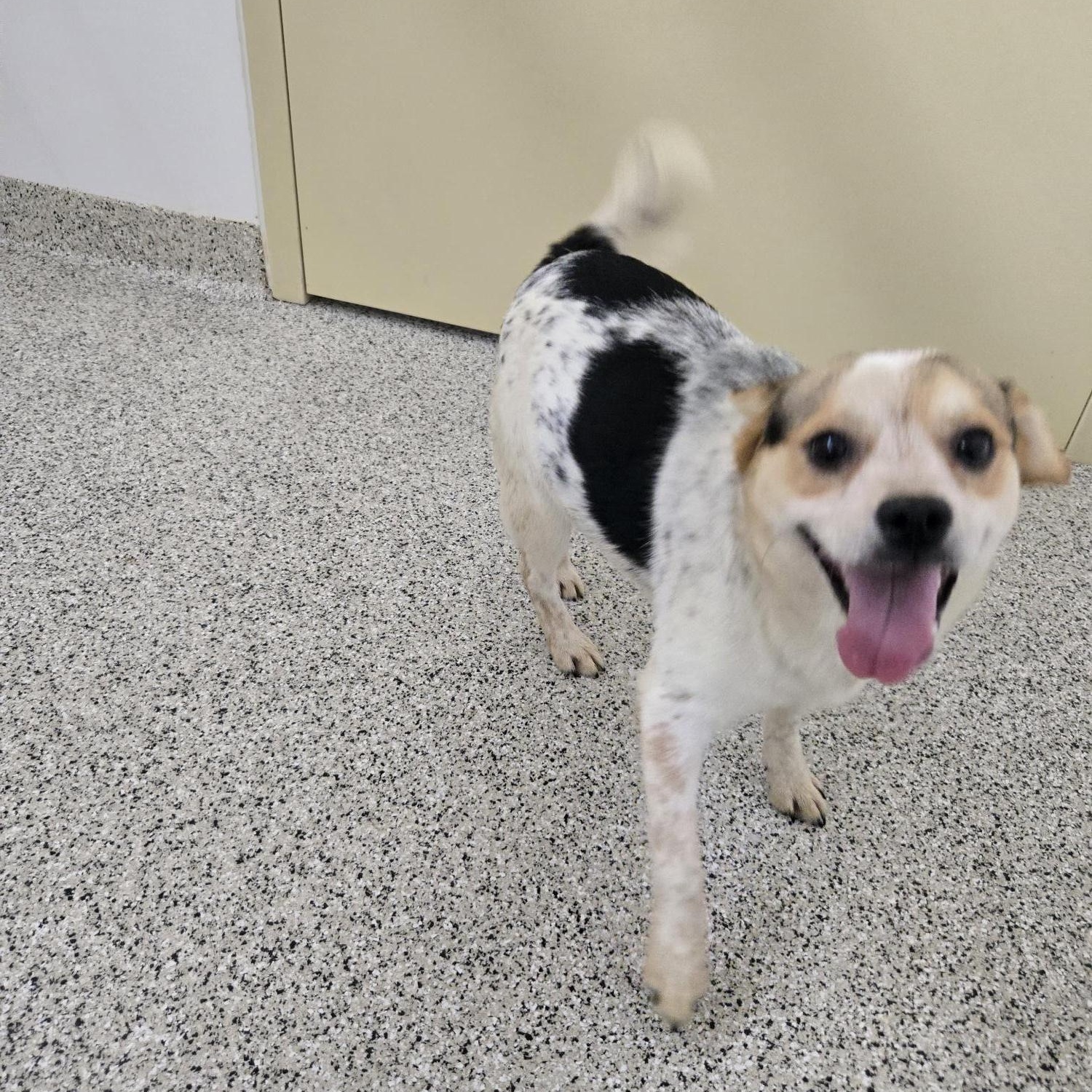 Dusty, Adoptable, Young Male Australian Cattle Dog / Blue Heeler & Jack Russell Terrier.