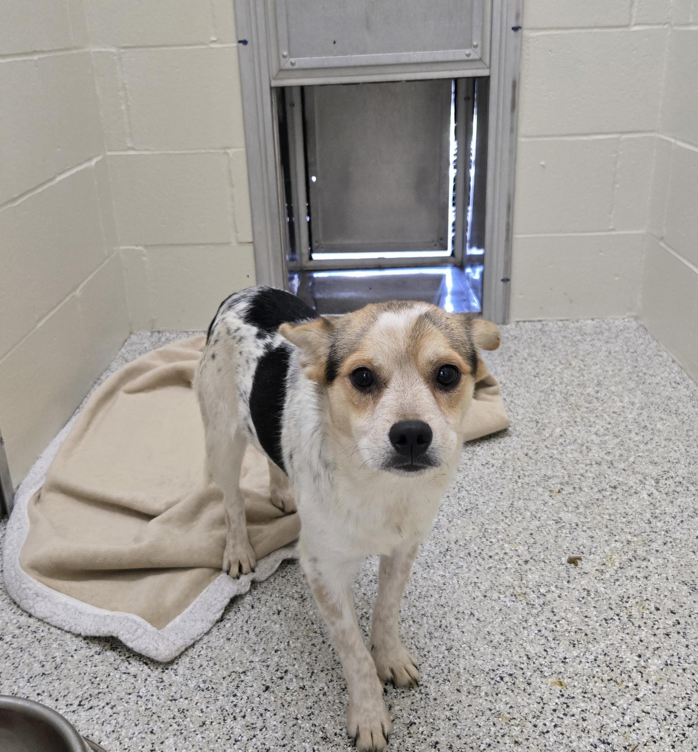 Enlarge Dusty, a Adoptable mixed breed in Black River Falls, WI image 2/2