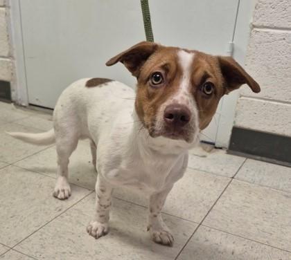 Enlarge Milo, a ADOPTABLE mixed breed in Butte, MT image 1/1