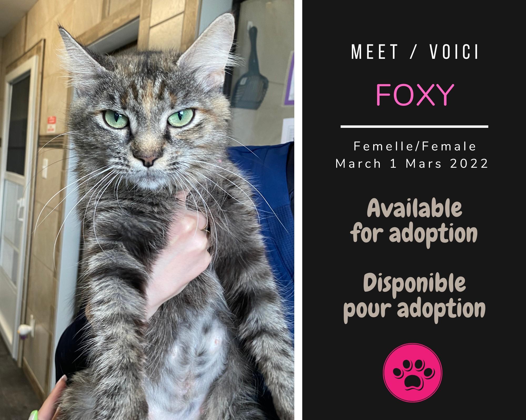 Enlarge Foxy, a Adoptable Domestic Long Hair in Dsl De Drummond, NB image 1/1