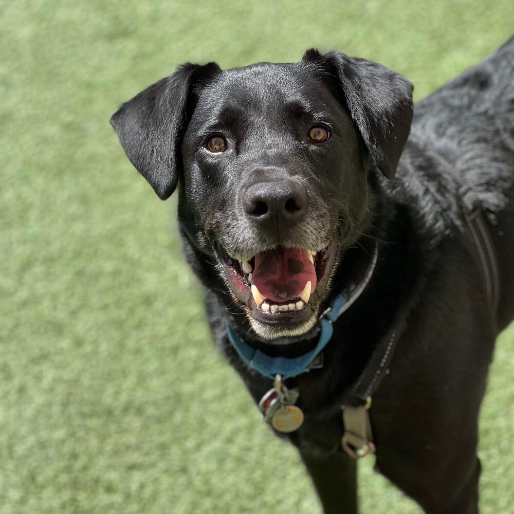 Jackrabbit thumbnail 4