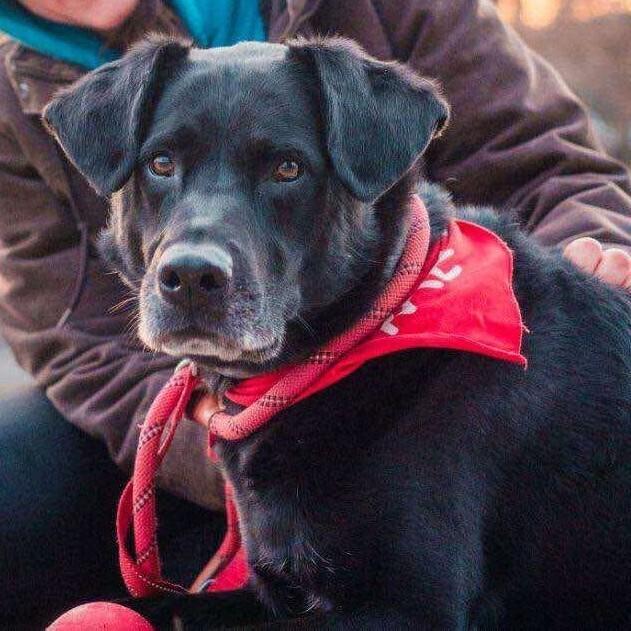 Jackrabbit thumbnail 5