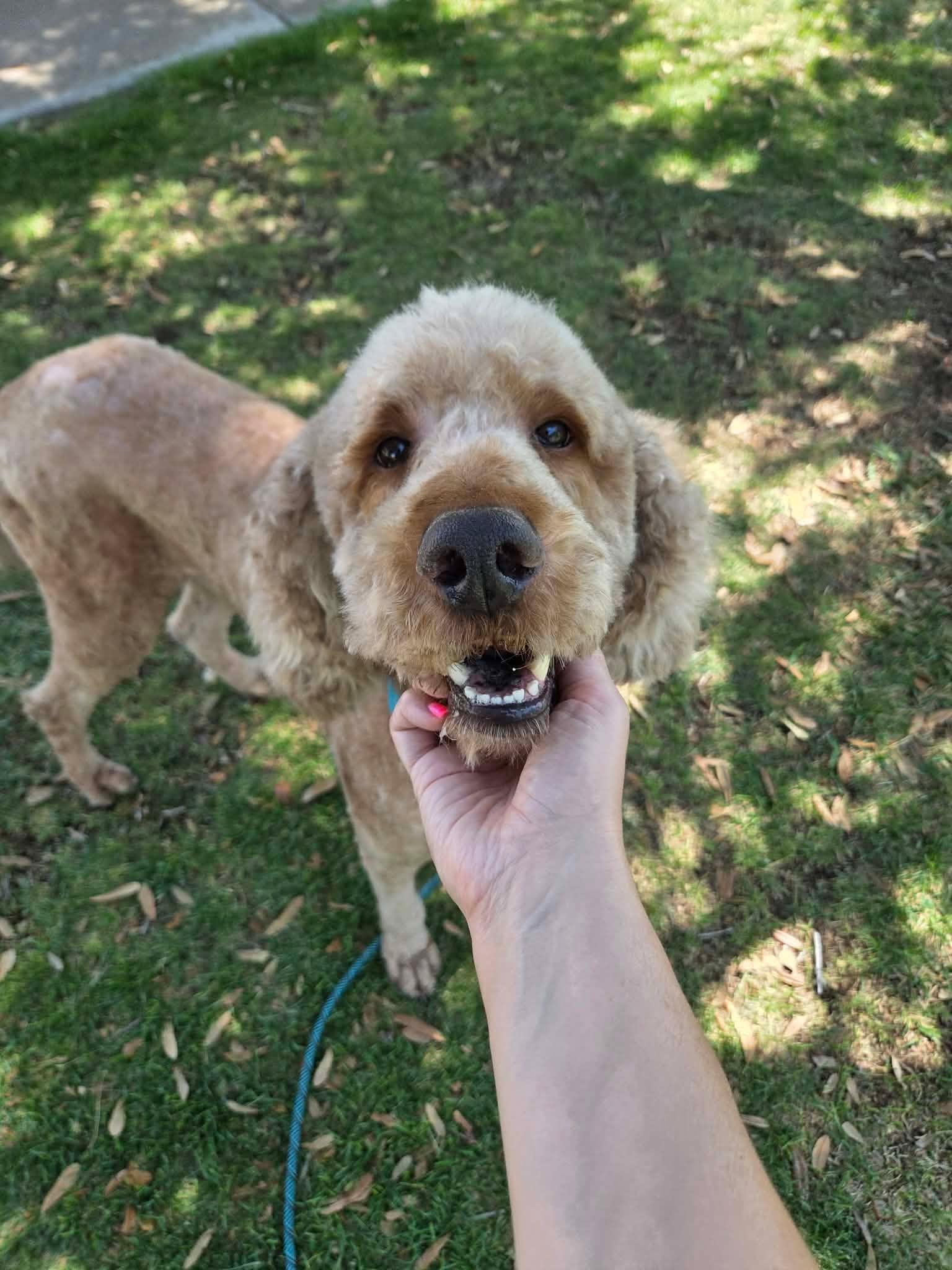 Blaze, ADOPTABLE, Adult Male Goldendoodle.