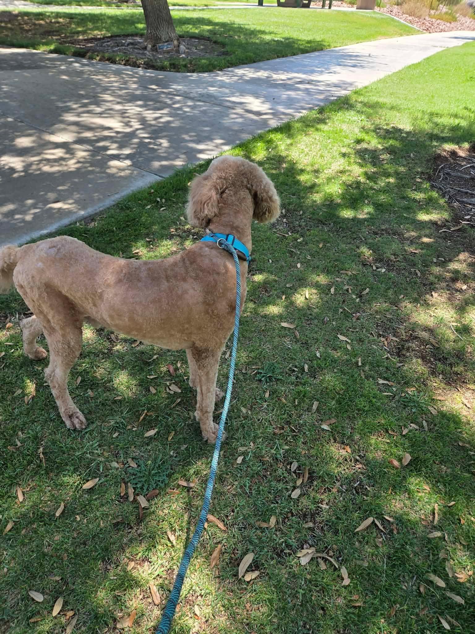 Blaze, a ADOPTABLE Goldendoodle in Las Vegas, NV image 6/6