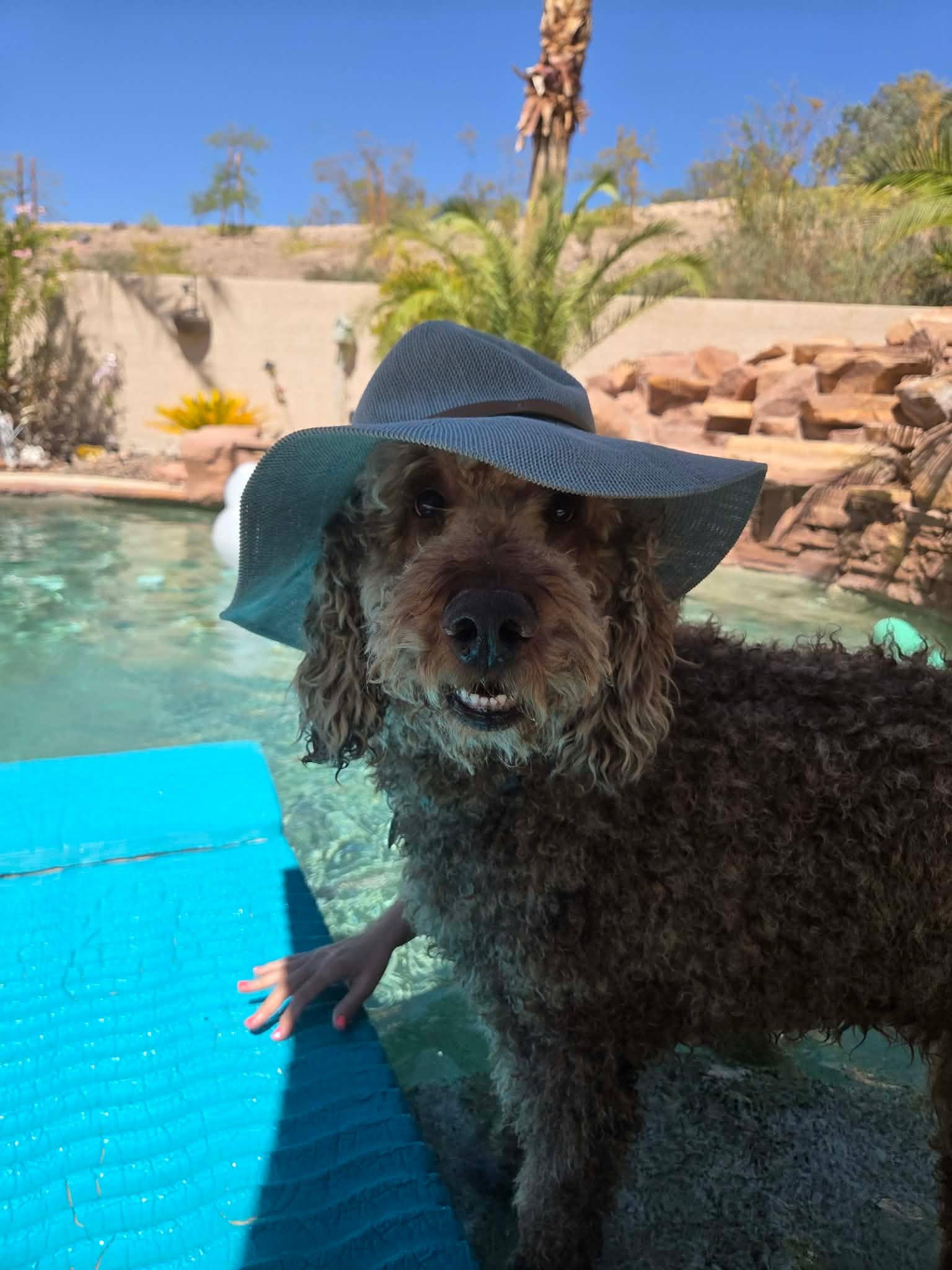Blaze, a ADOPTABLE Goldendoodle in Las Vegas, NV image 2/6