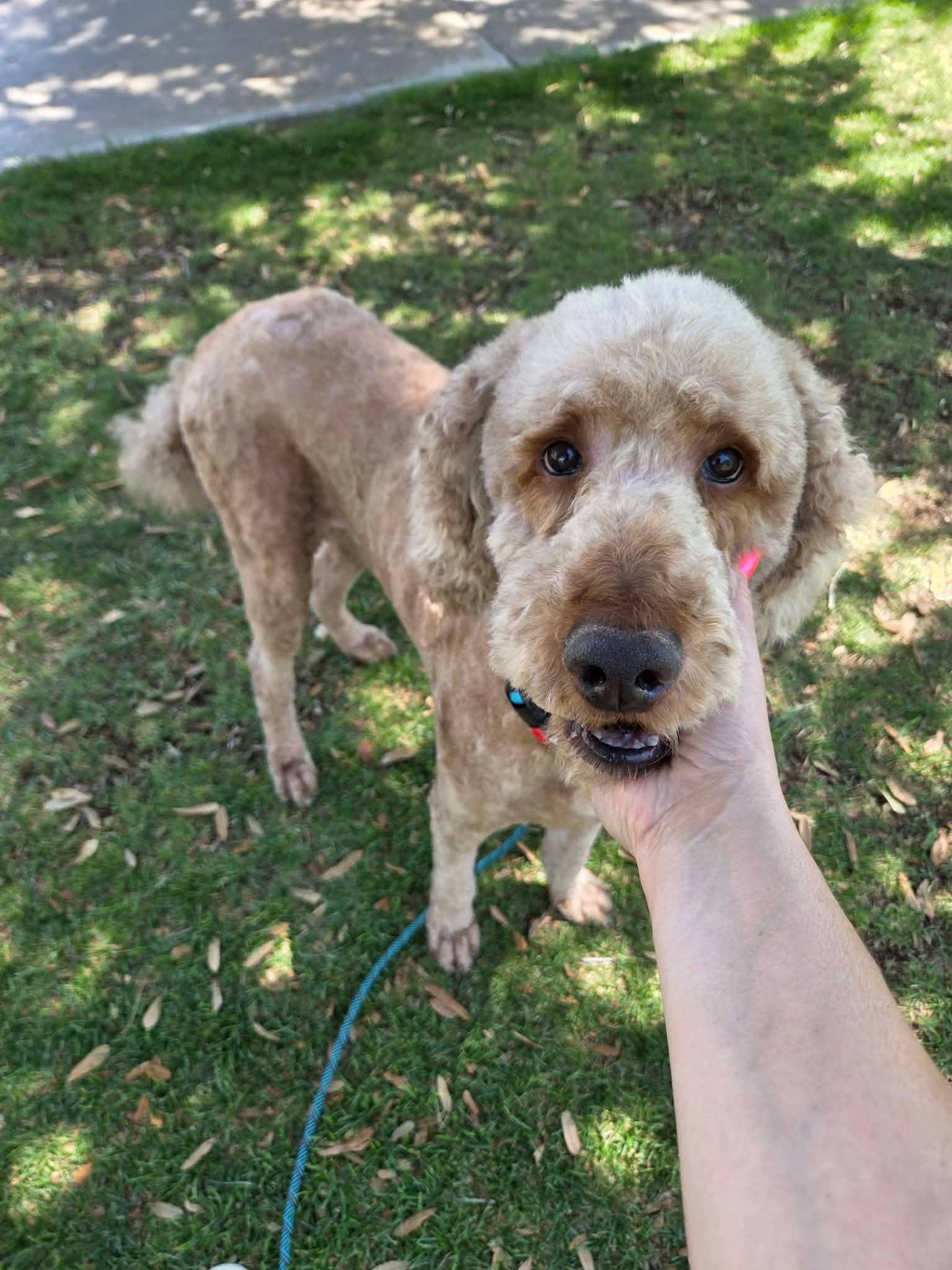 Blaze, a ADOPTABLE Goldendoodle in Las Vegas, NV image 3/6