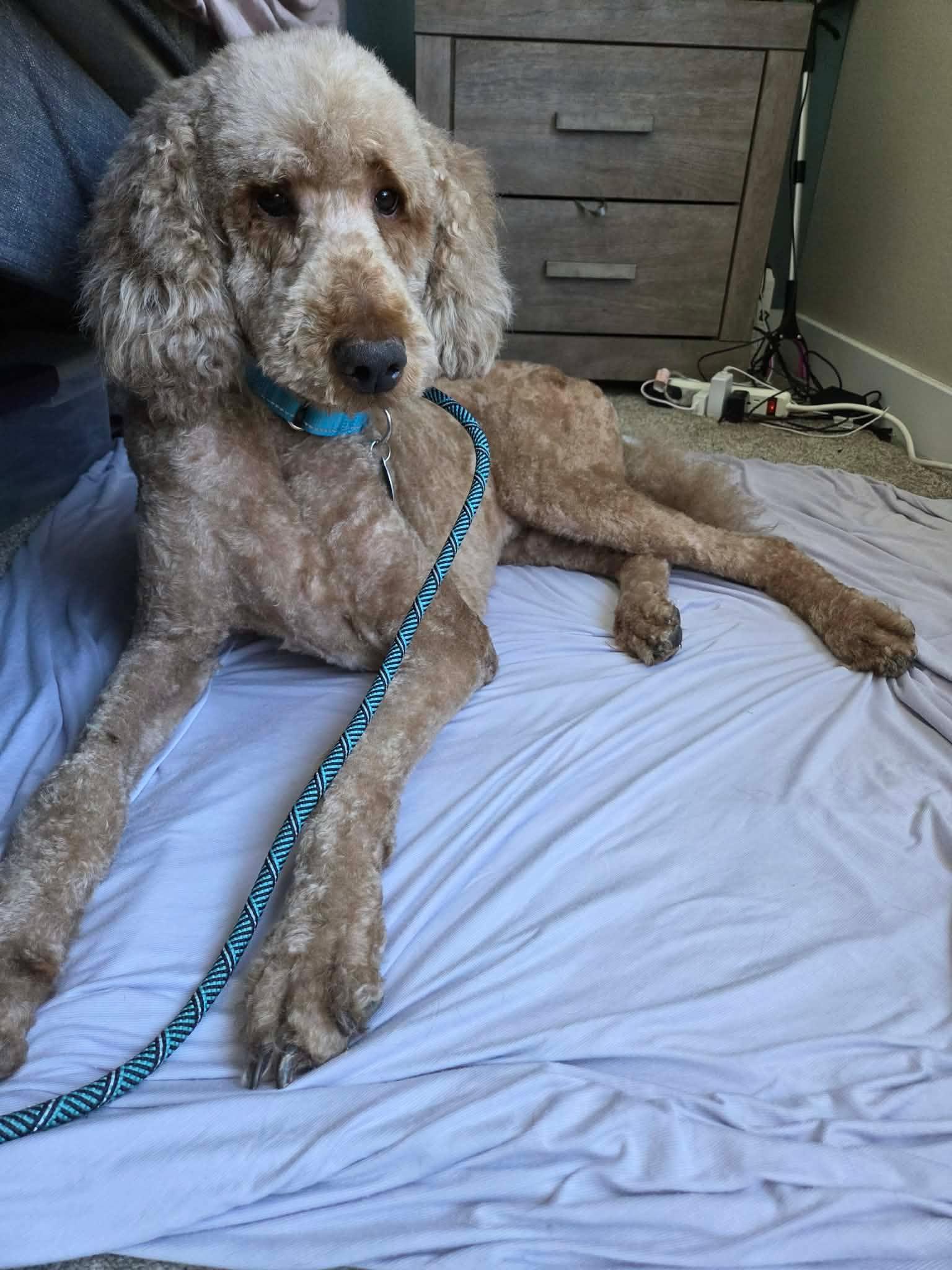 Blaze, a ADOPTABLE Goldendoodle in Las Vegas, NV image 4/6