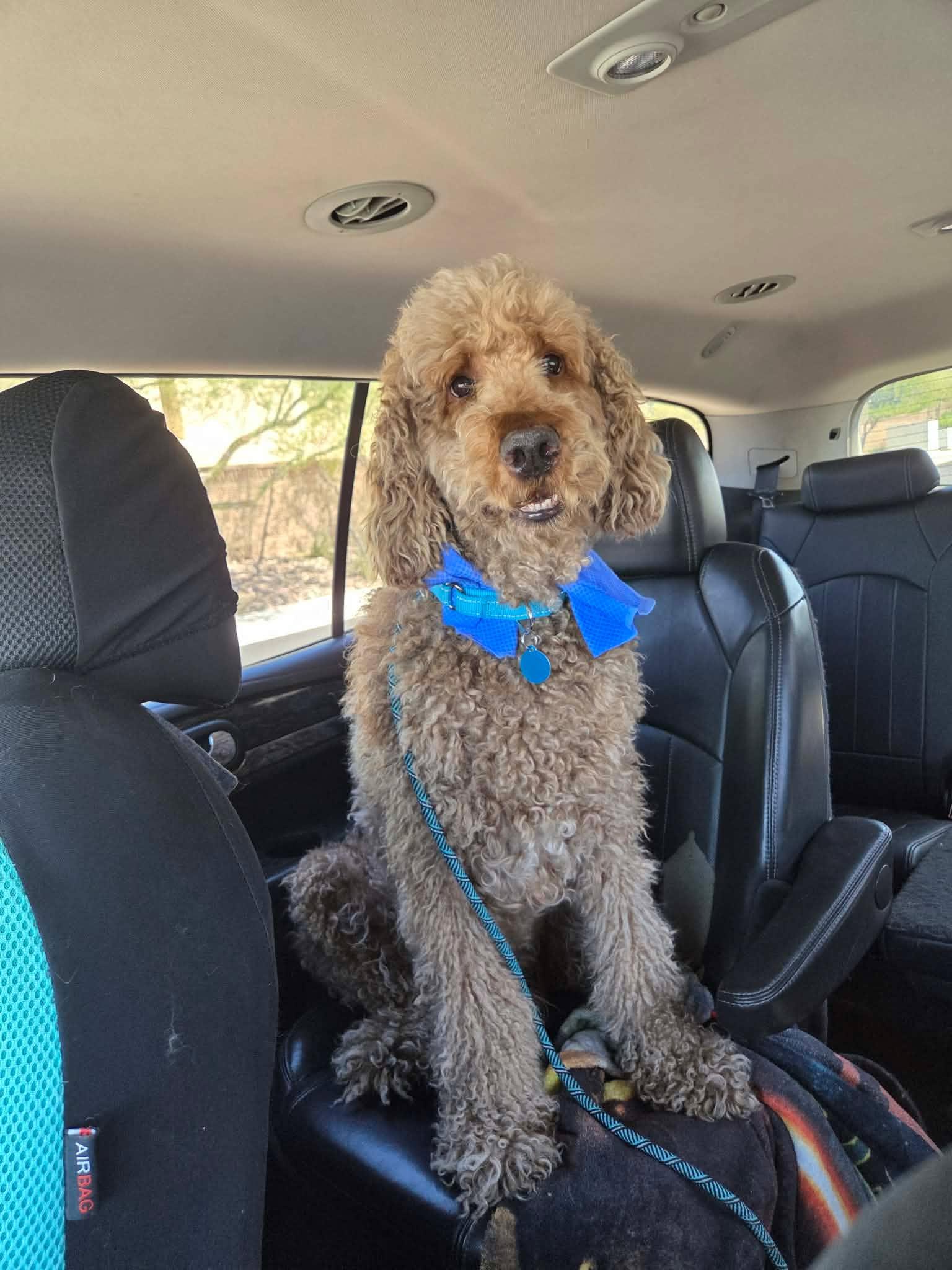 Blaze, a ADOPTABLE Goldendoodle in Las Vegas, NV image 5/6