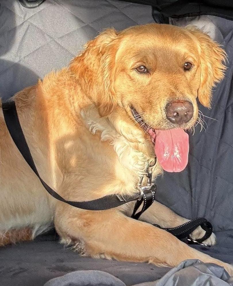 Tucker, Adoptable, Puppy Male Golden Retriever.
