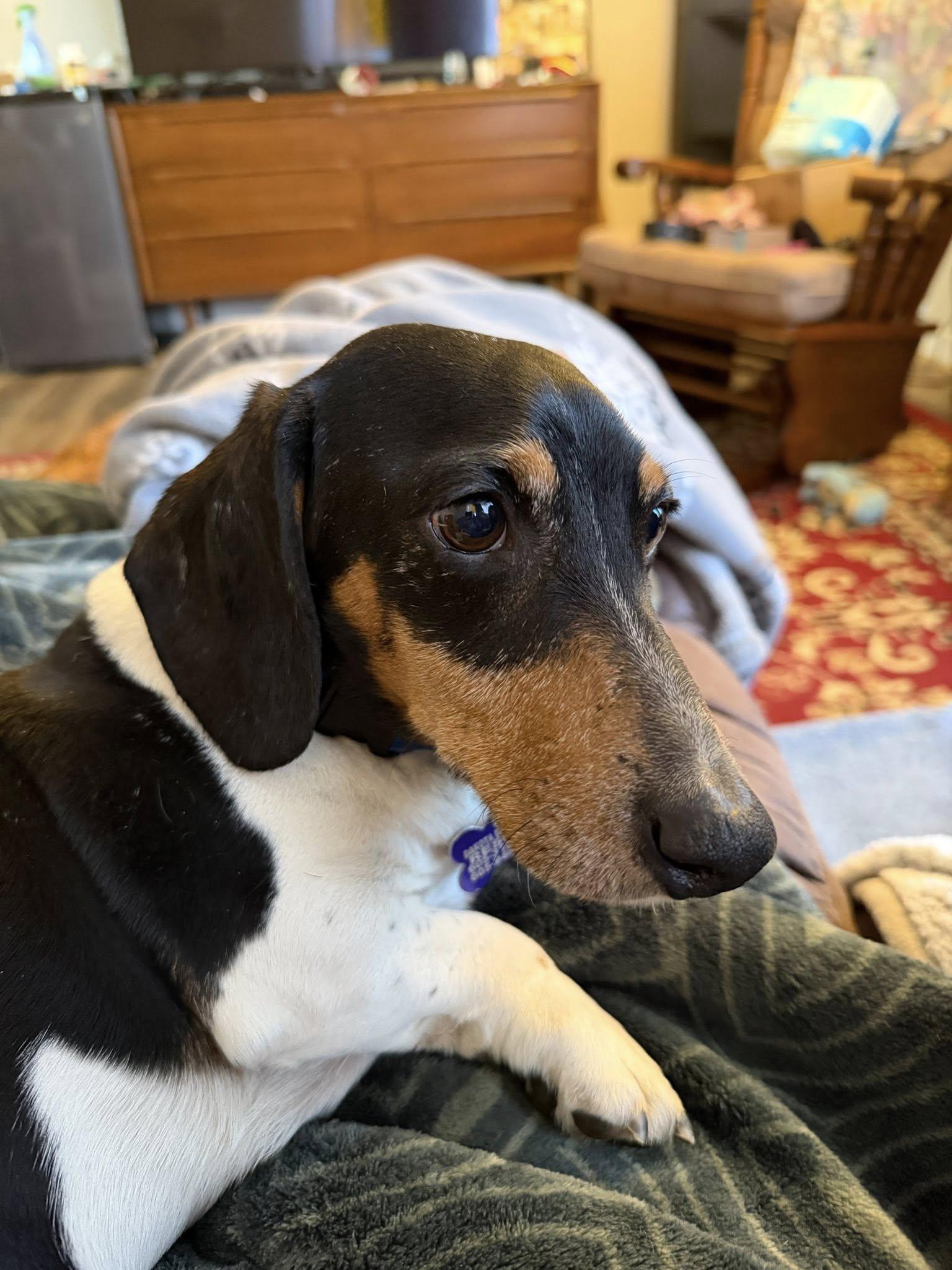 Gus, Adoptable, Adult Male Dachshund.