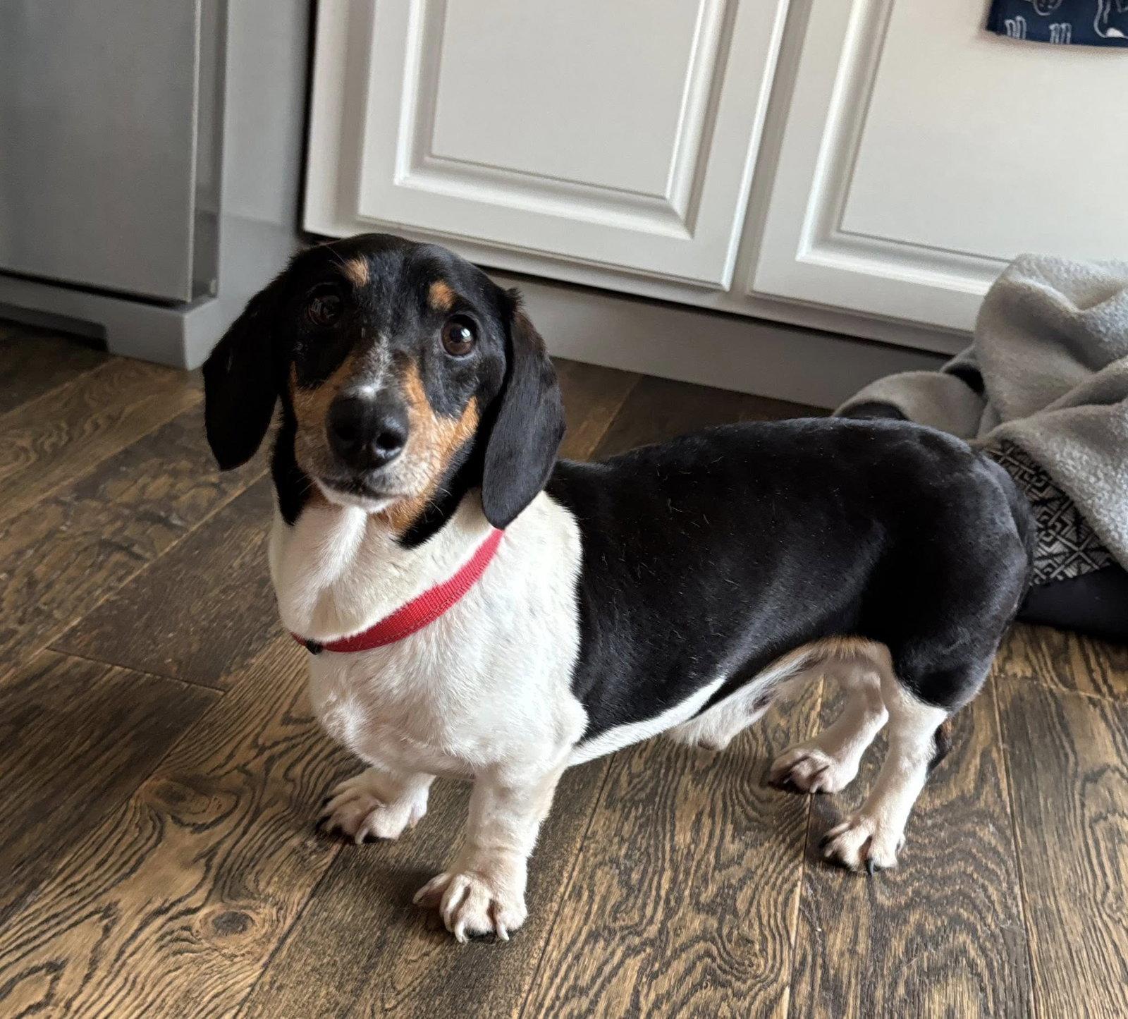 Enlarge Gus, a Adoptable Dachshund in Sioux Falls, SD image 2/2