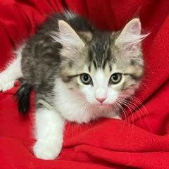 Enlarge Stratus, an adopted Domestic Medium Hair in Green Valley, AZ image 2/2