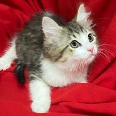 Stratus, adopted, Kitten Female Domestic Medium Hair.