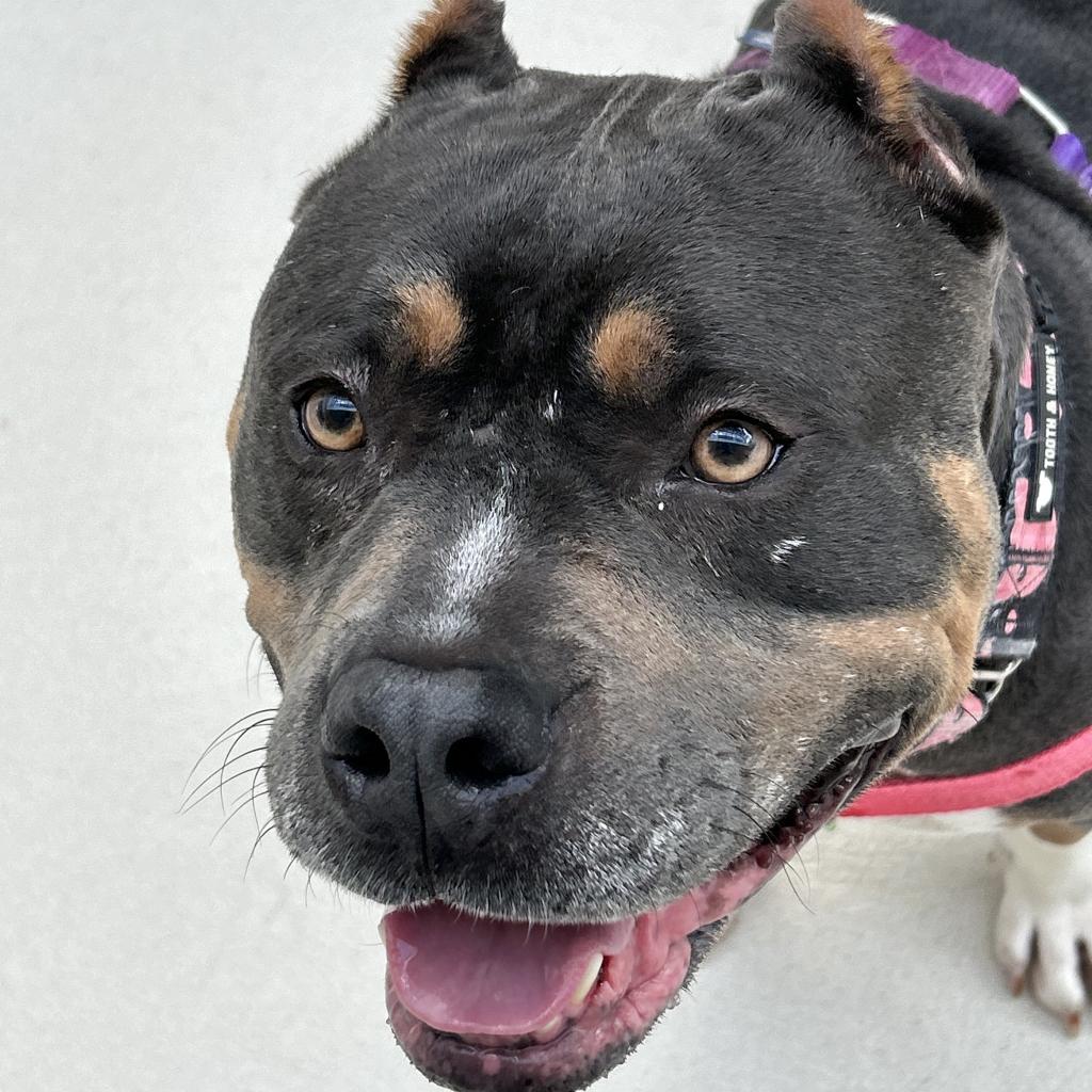 Amora, Adoptable, Adult Female Pit Bull Terrier.