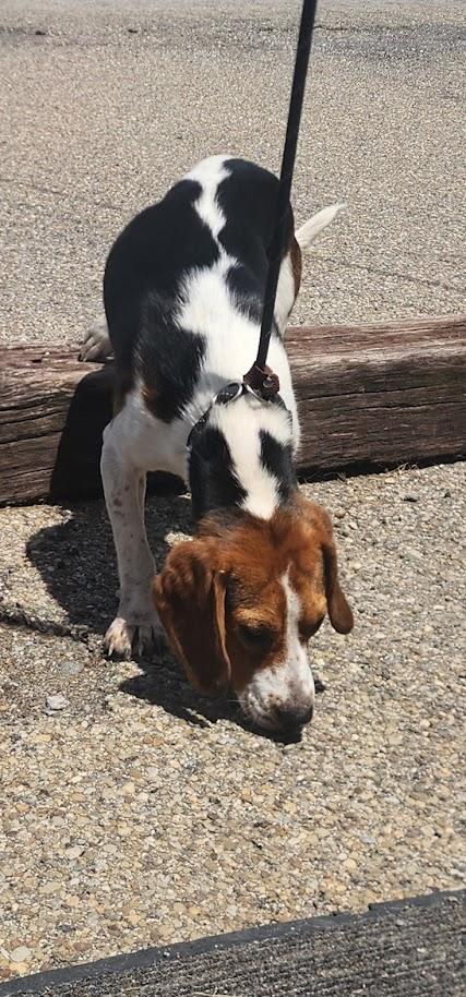 Ruger 150-26, ADOPTABLE, Adult Male Beagle.