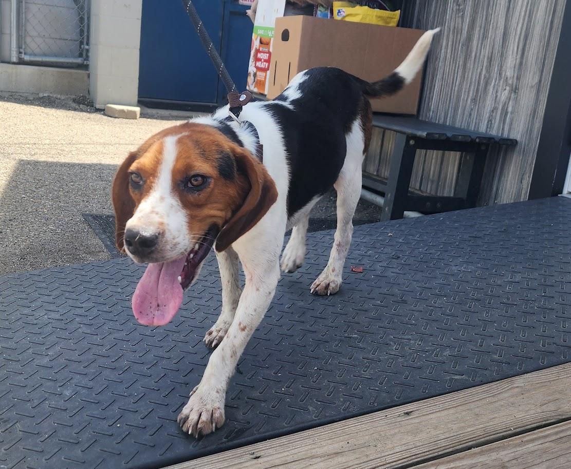Ruger 150-26, a ADOPTABLE mixed breed in Cambridge, OH image 5/6