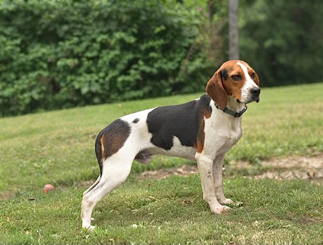 Ruger 150-26, ADOPTABLE, Adult Male Beagle.