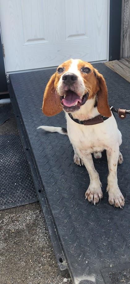 Ruger 150-26, a ADOPTABLE mixed breed in Cambridge, OH image 6/6