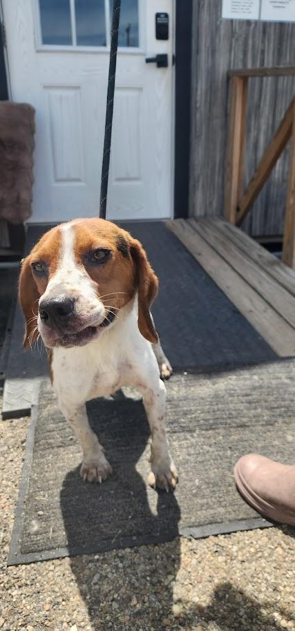 Ruger 150-26, a ADOPTABLE mixed breed in Cambridge, OH image 4/6